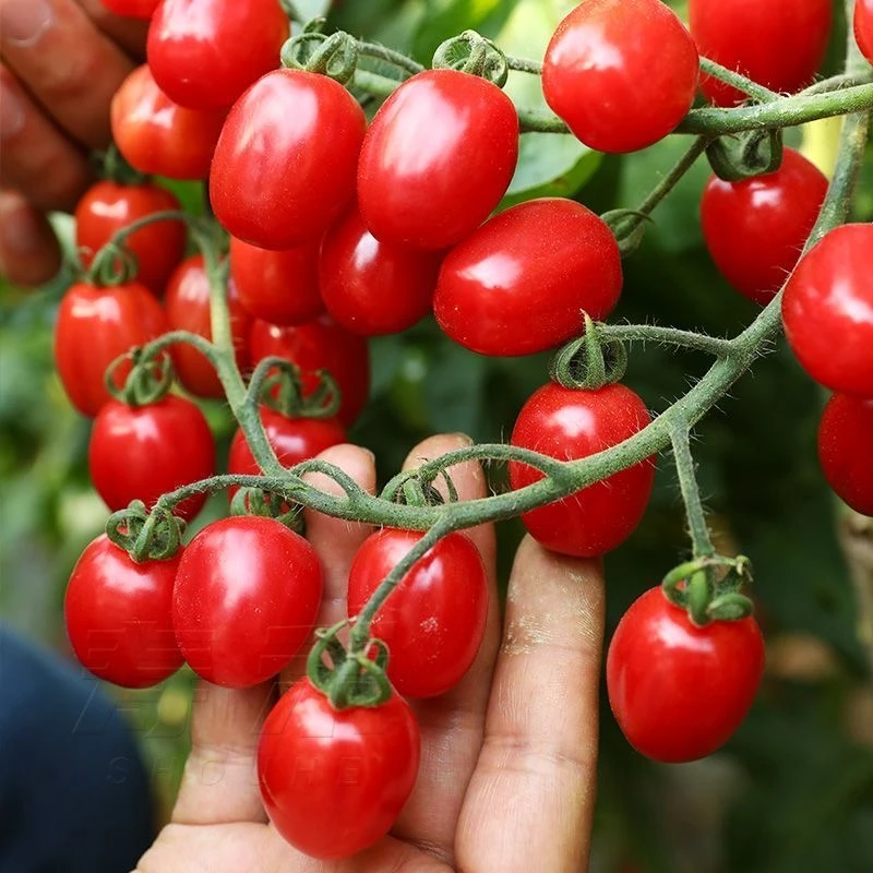 【全店满3包包邮】千禧圣女果种子超甜阳台四季盆栽樱桃小番茄