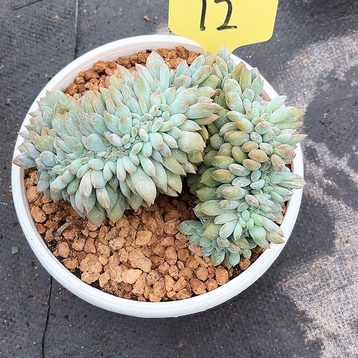 小***量星影树12号码牌子的话题