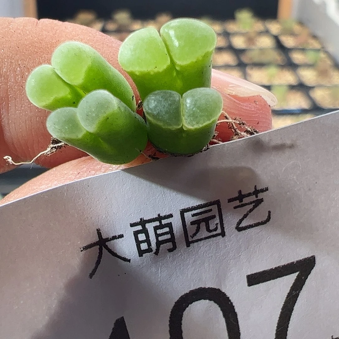 一物一拍。 SB805佛肚107