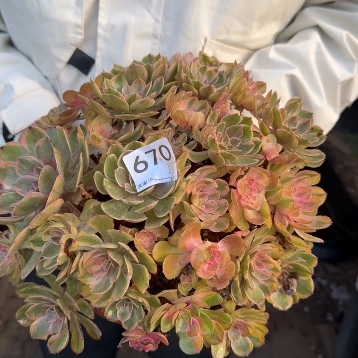 万七彩法师锦捧花670
