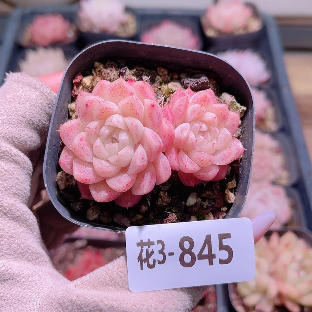 花利美3-845麦秆