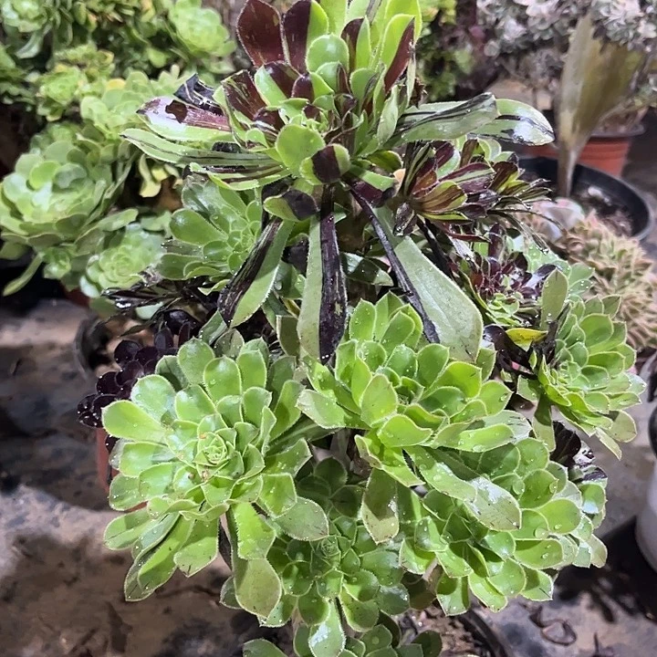 多肉植物水墨丹青178号