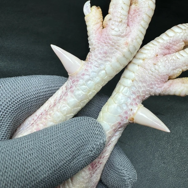 文玩鸡爪骨手把件（一对 处理好发货十天左右发货）