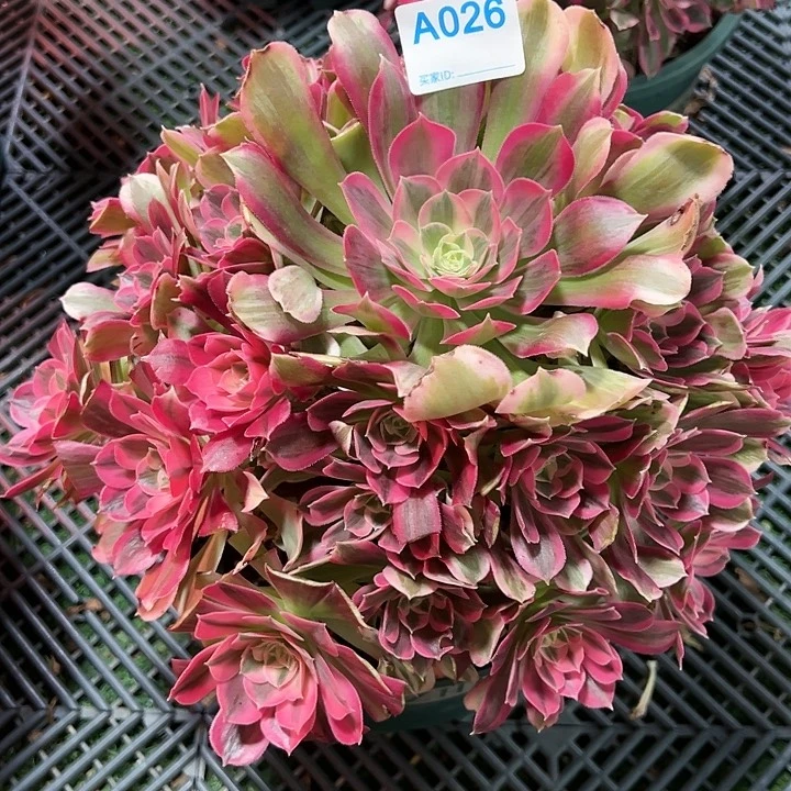 甜*、026男神多肉植物