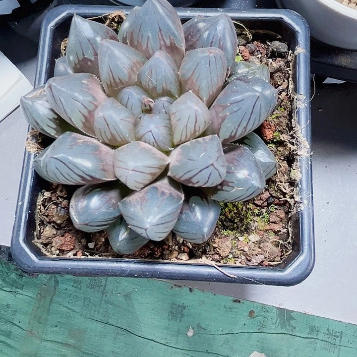 M***头母本龙爪新手好养