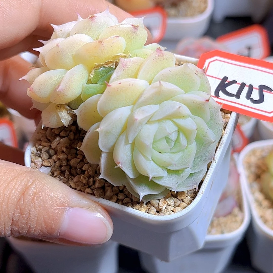 K115  冰淇凌虾饺 满18包邮