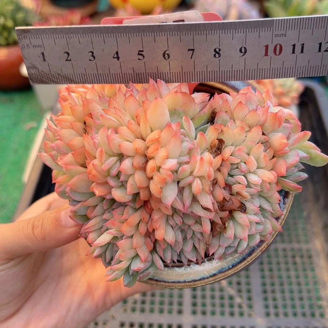 表妹精品多肉植物365.