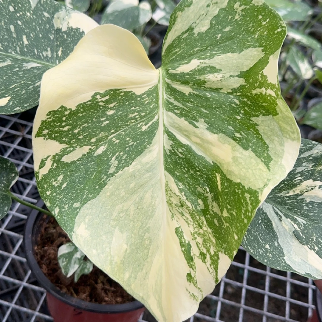 洒金龟背竹室内观赏高端绿植颜值高适合客厅玄关摆放