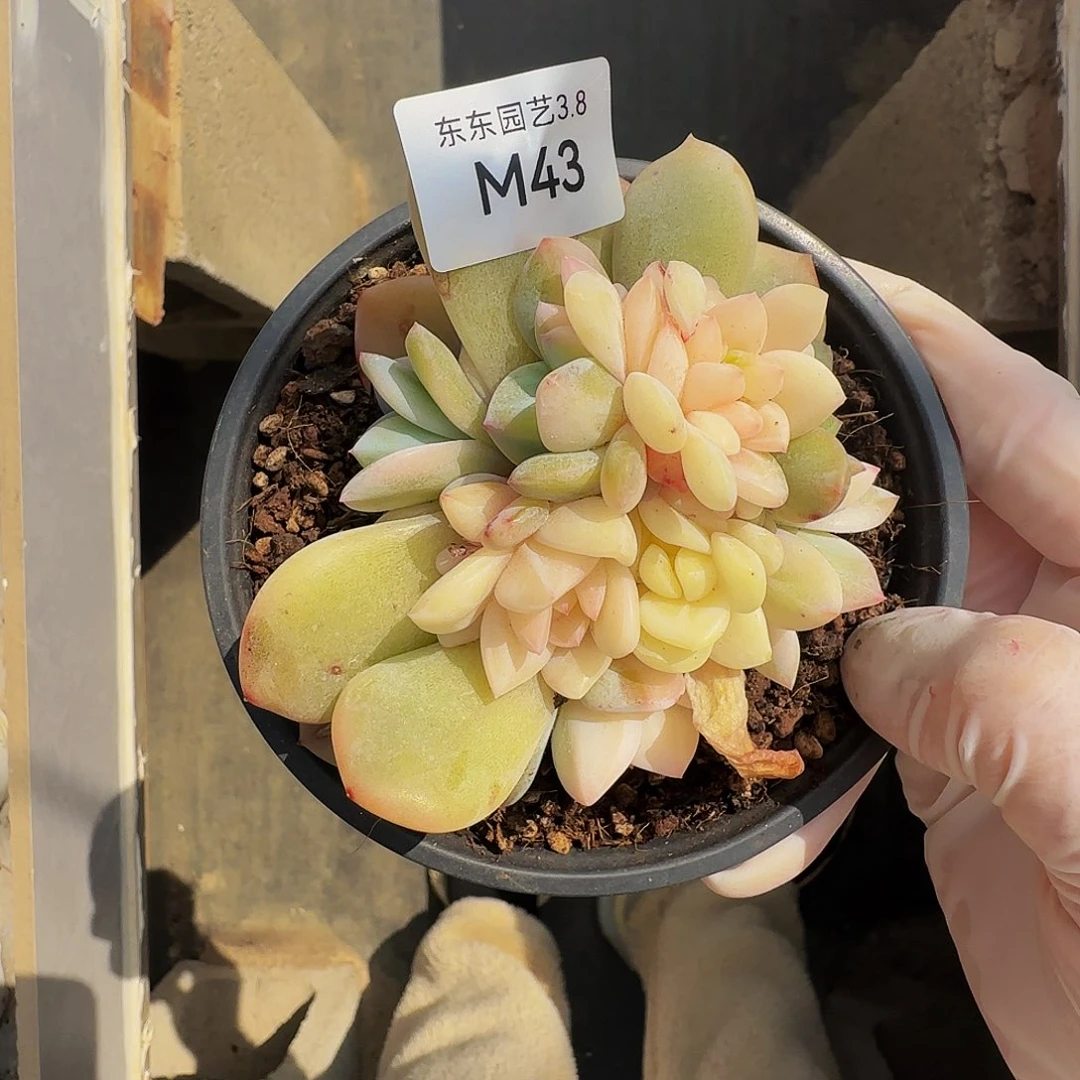 m m m m m m m m m 43