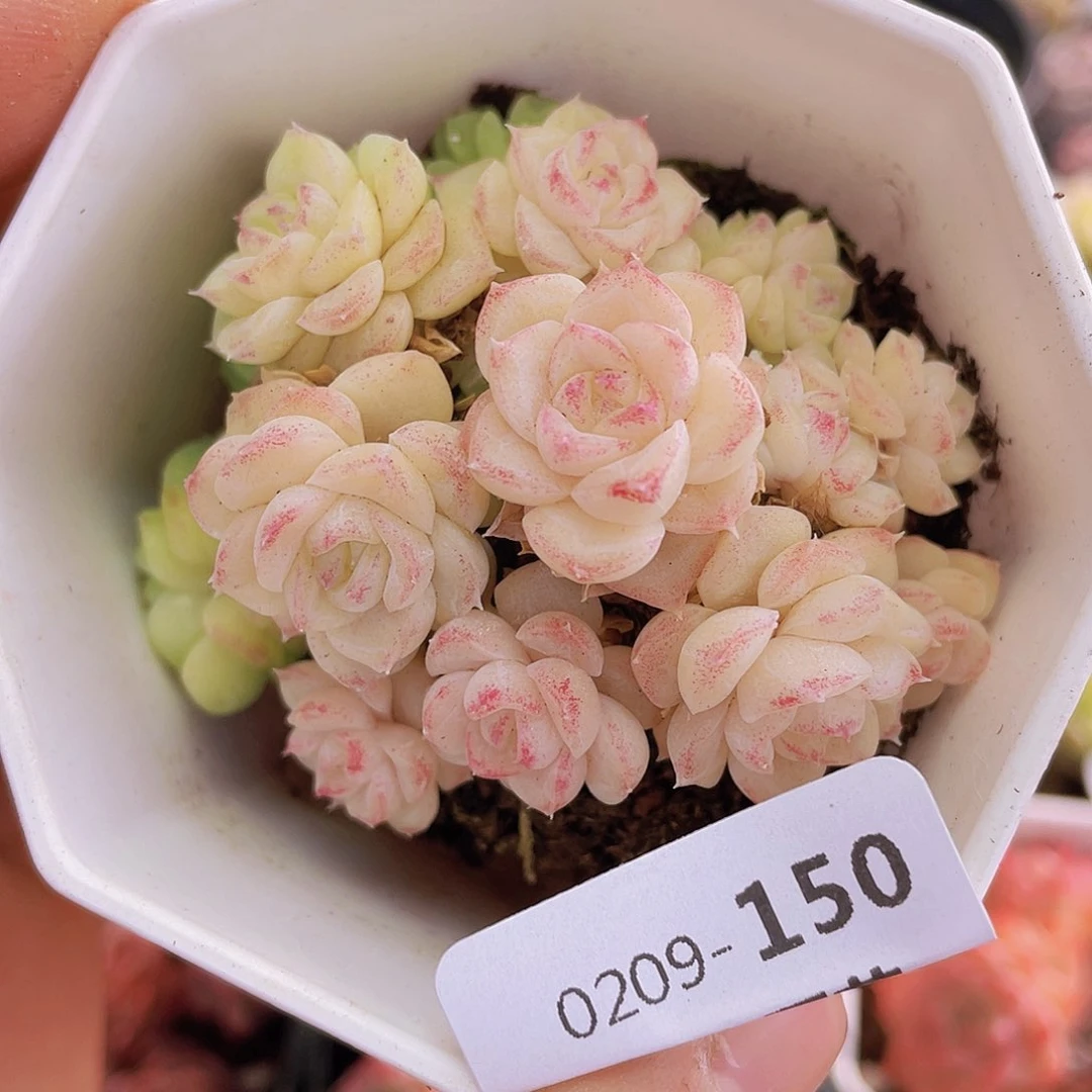 000000000000150一物一拍