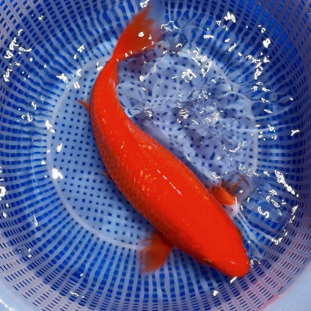 锦鲤精品甄选血统锦鲤