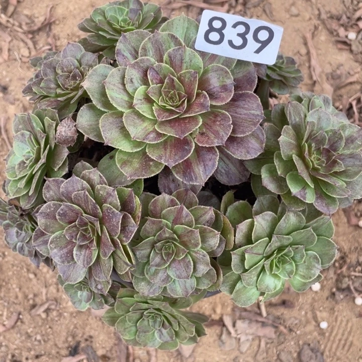无花朵839多肉植物花月夜