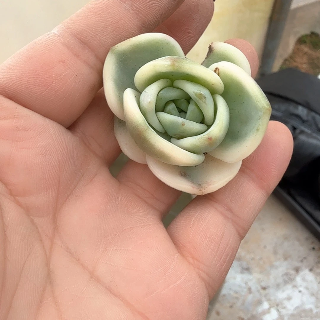 花*子伊丽莎白锦多肉锦