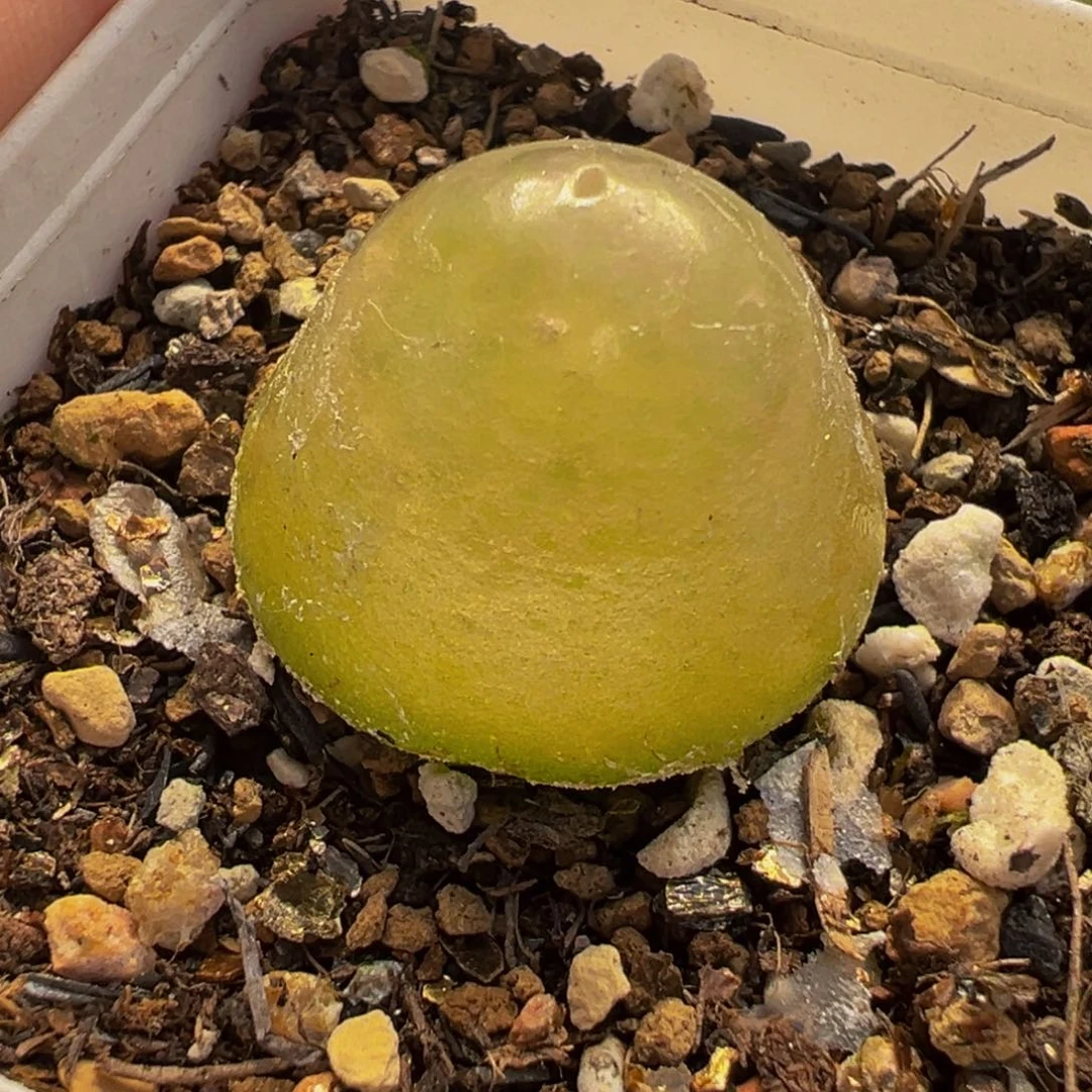 952多肉植物种类多样
