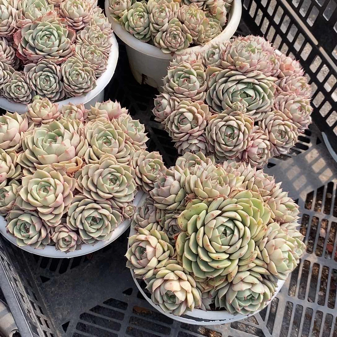 大笨巴1颗多肉植物