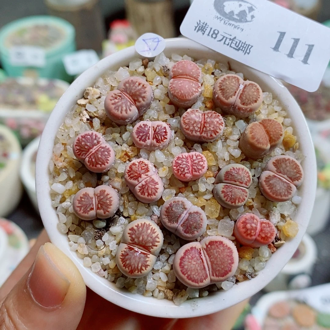生石花花花花花花花花111