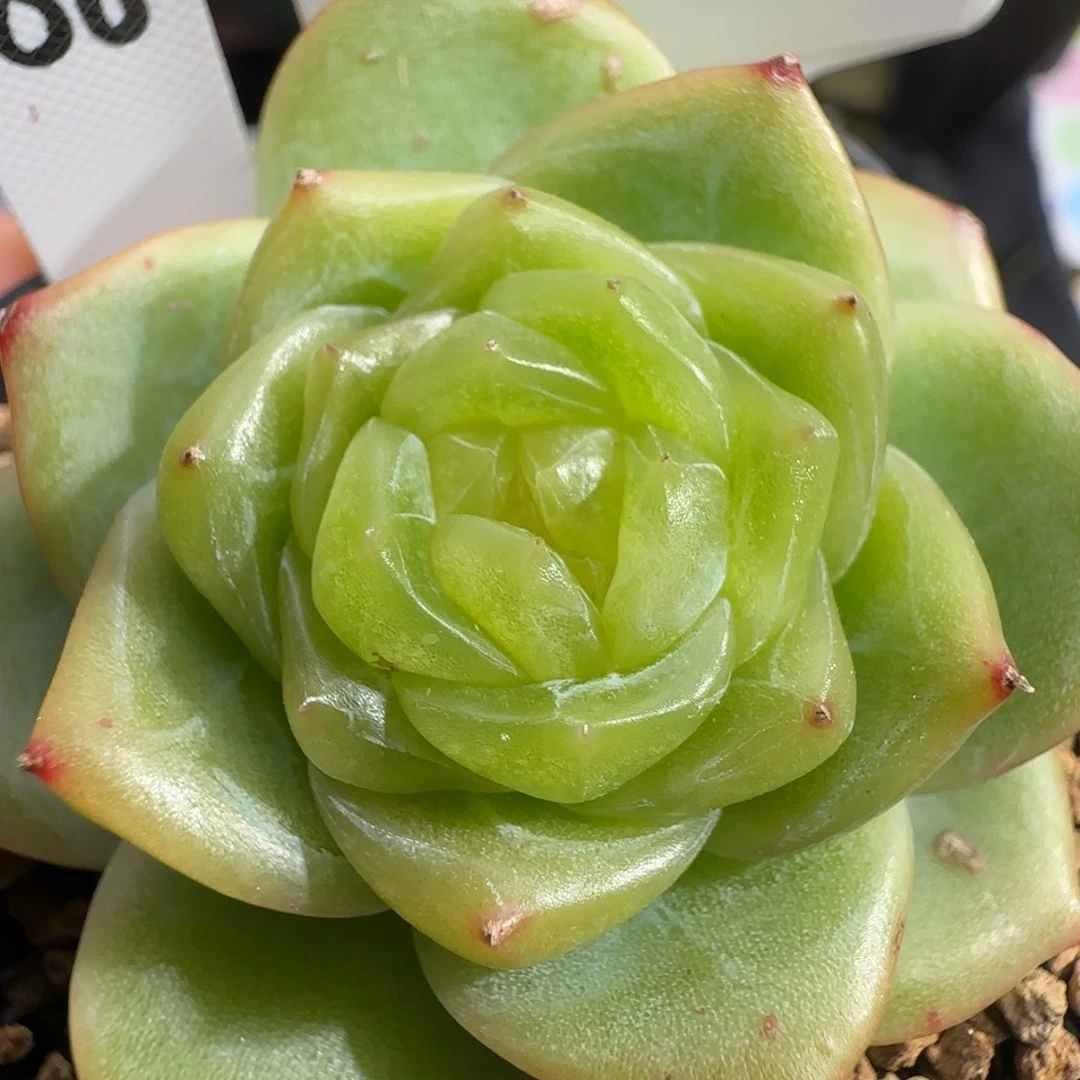 785号哈哈哈哈哈哈哈