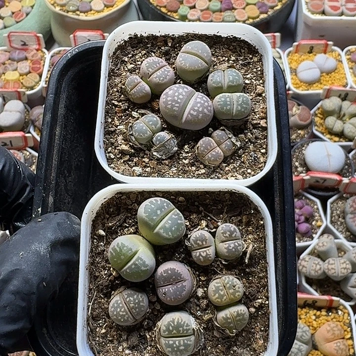 12111生石花。  无售后。  136