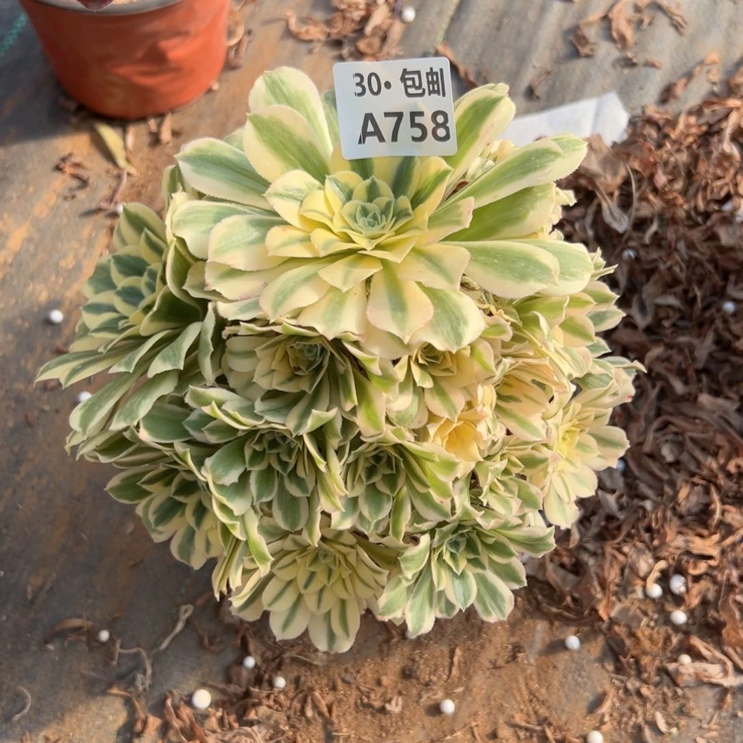 758 迈巴赫多肉不包断枝