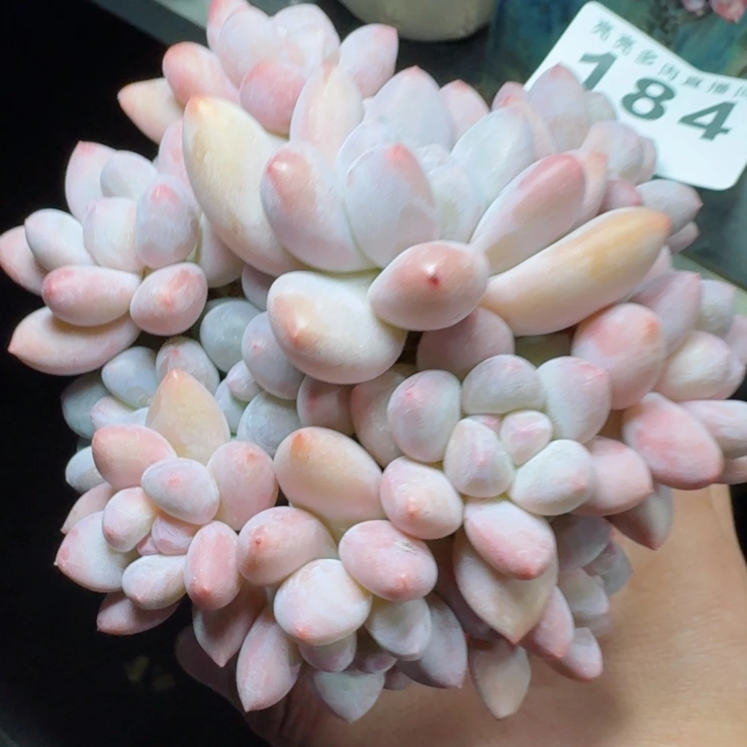 丸叶香水群生整装无砍