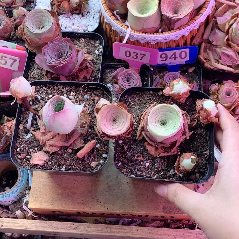 【闪购商品】三颗163