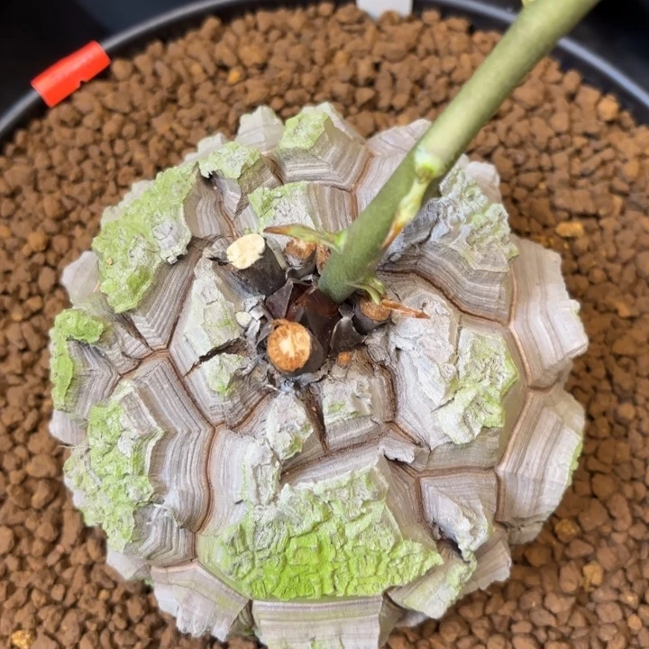 920龟甲龙不退不换