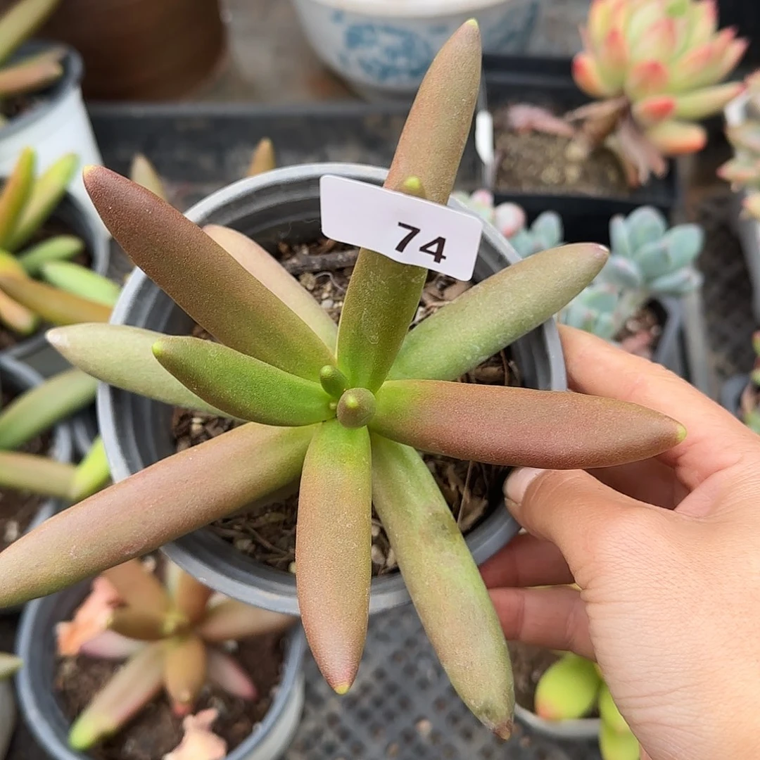 落74号 一物一拍