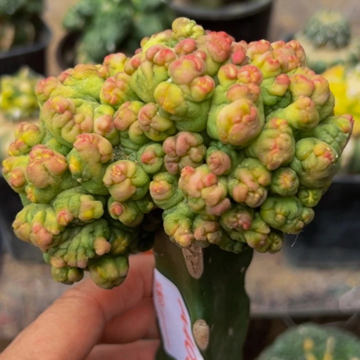 无花朵高沙缀化锦405