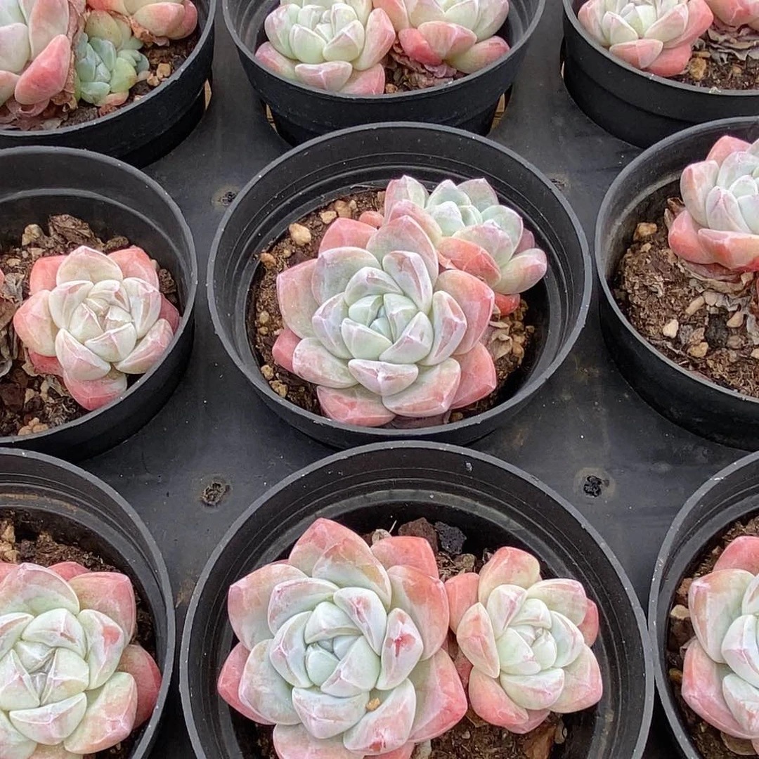 金汇园艺，5冰玉双头