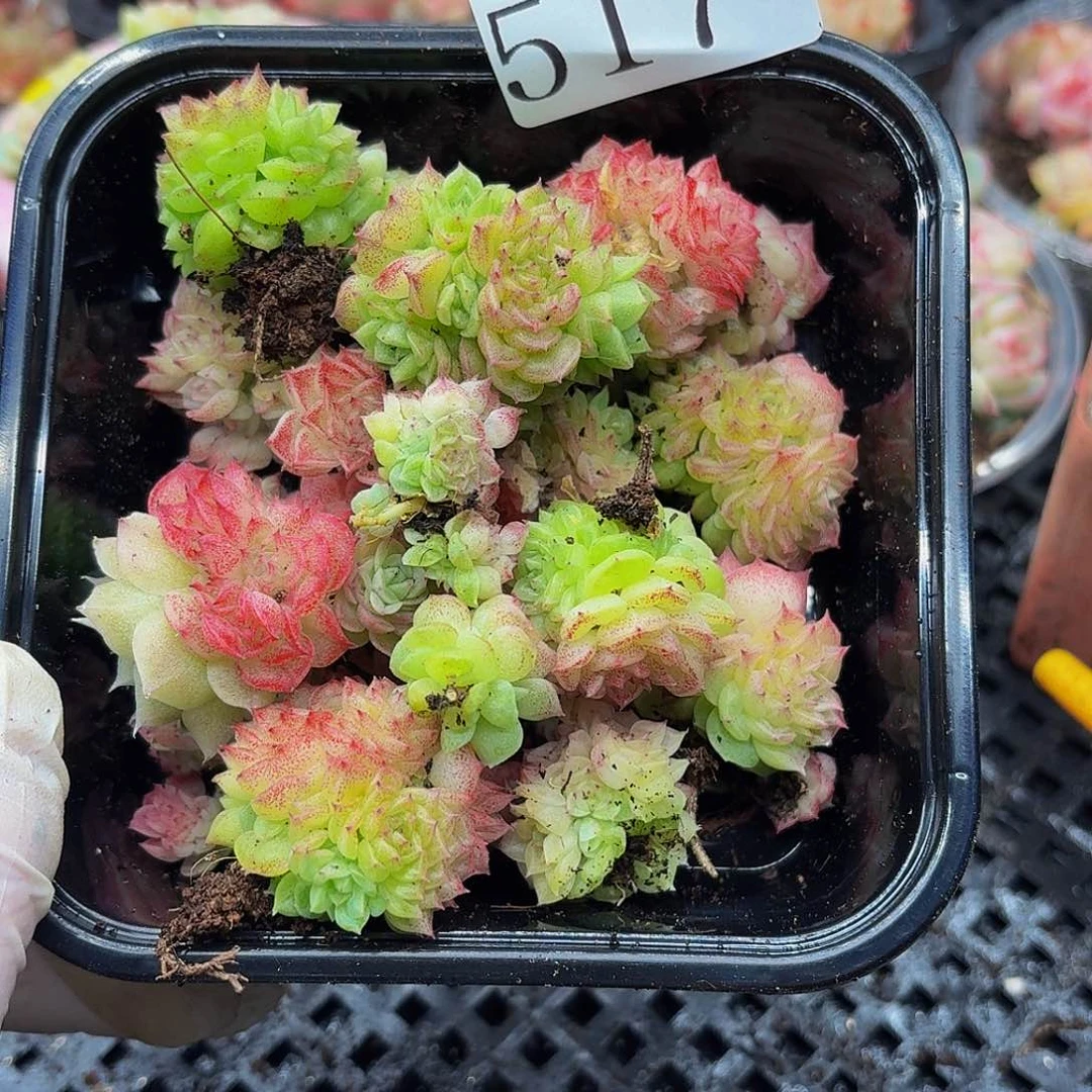 多肉植物多肉植物517