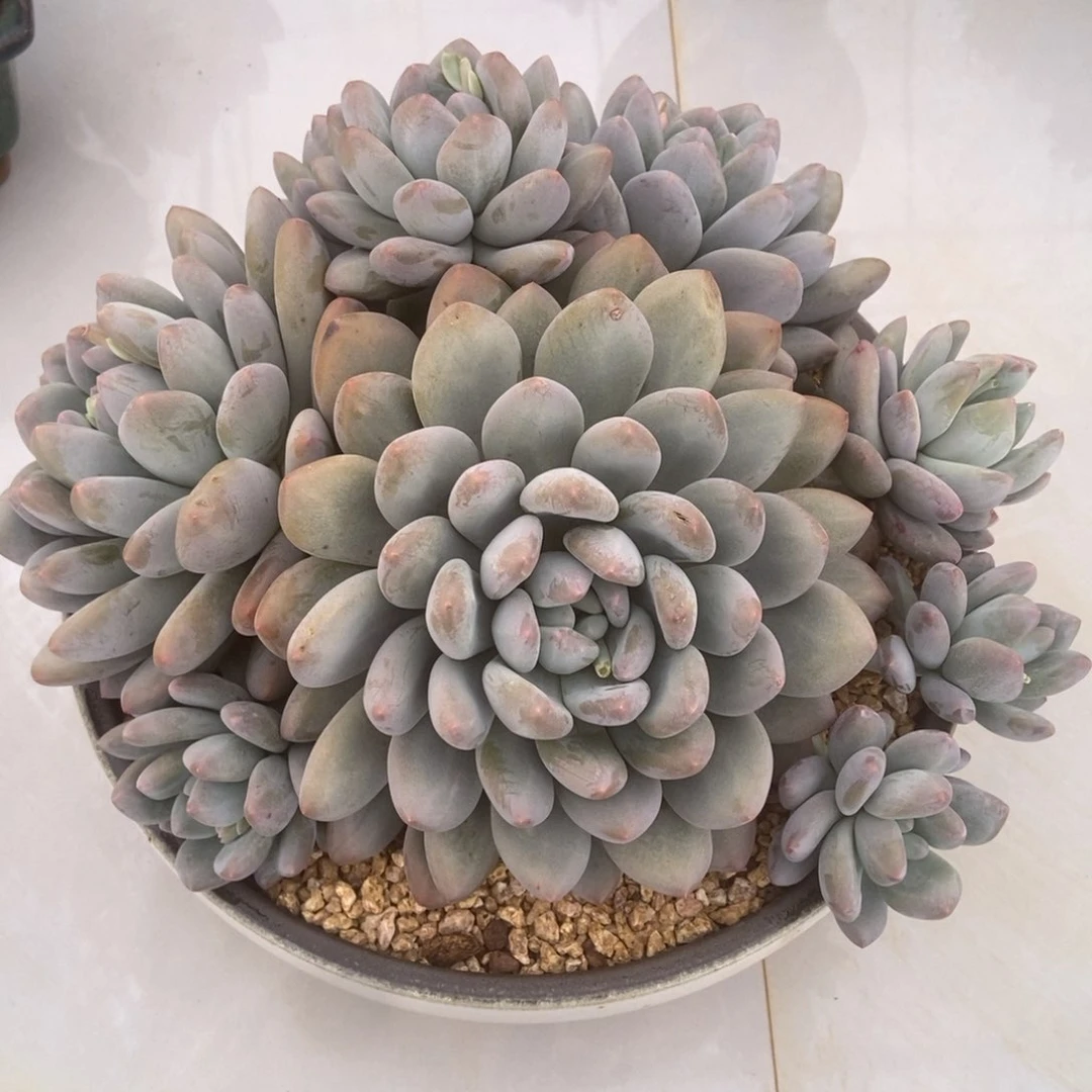 香水多的人多肉多肉