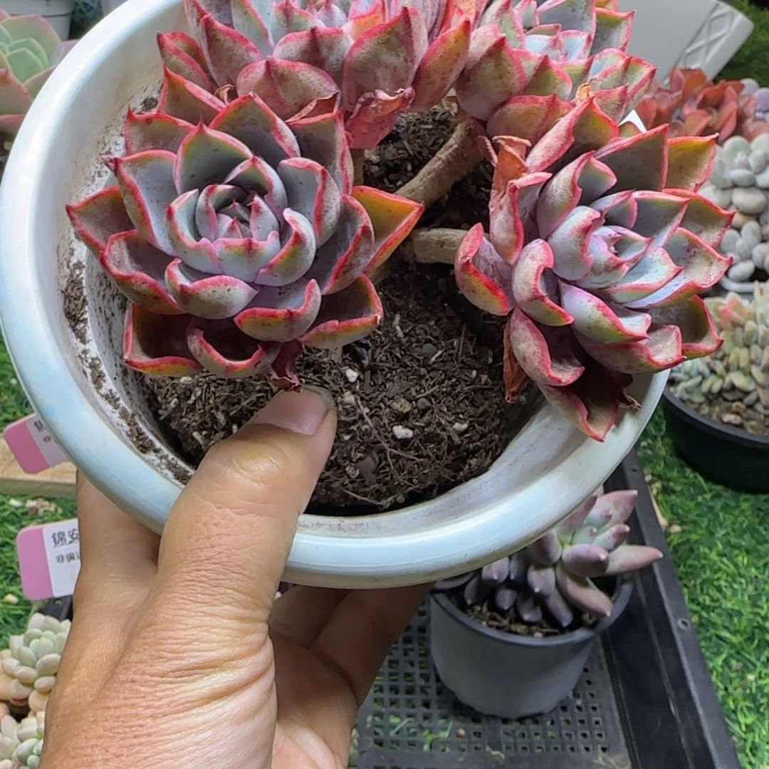 锦安精品多肉植物211