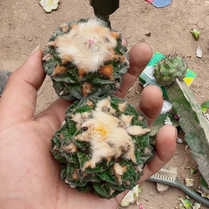 刘*伟两个落地牡丹生根