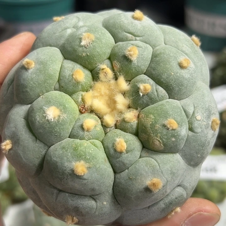 290可节后发货 可帮发根