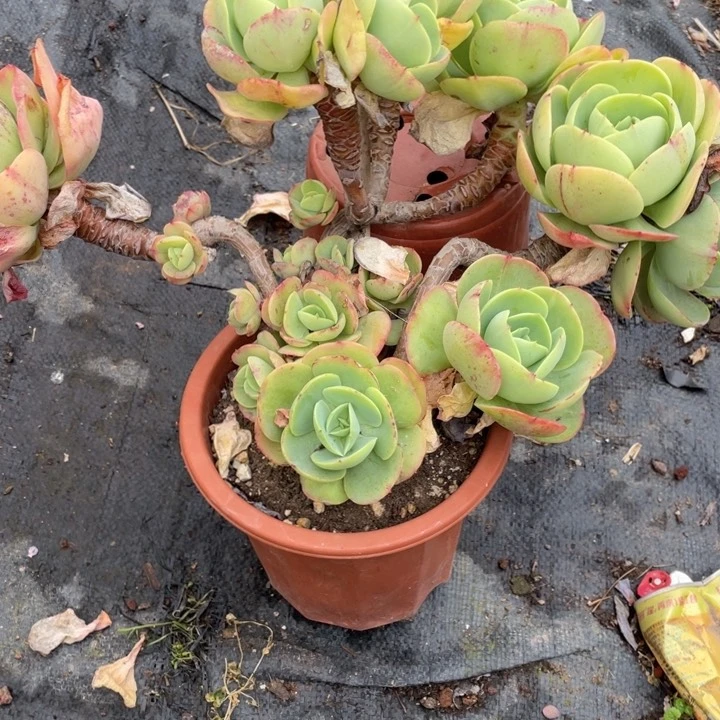 .****?256 号鸡蛋碧桃多肉