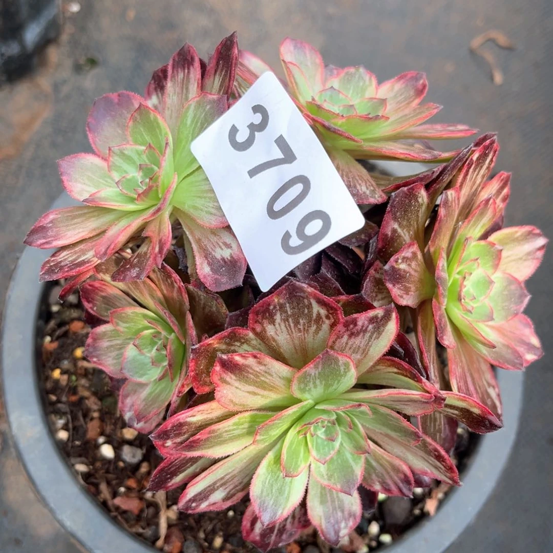 半夏多肉发货发货