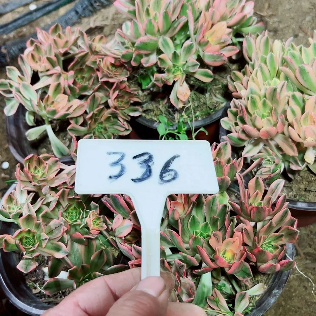 多肉植物组合5个