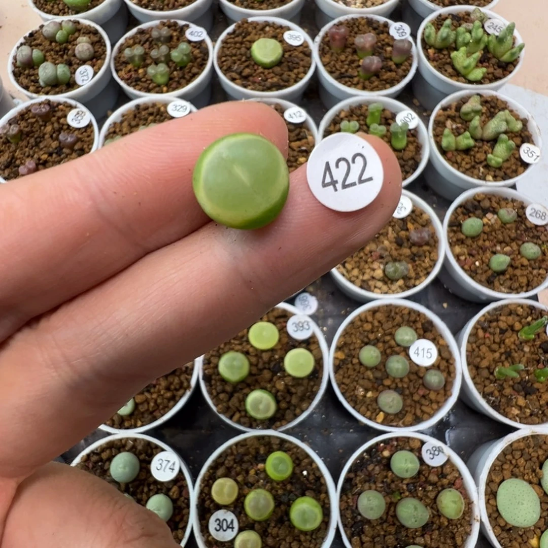 拉登一颗脱土422000