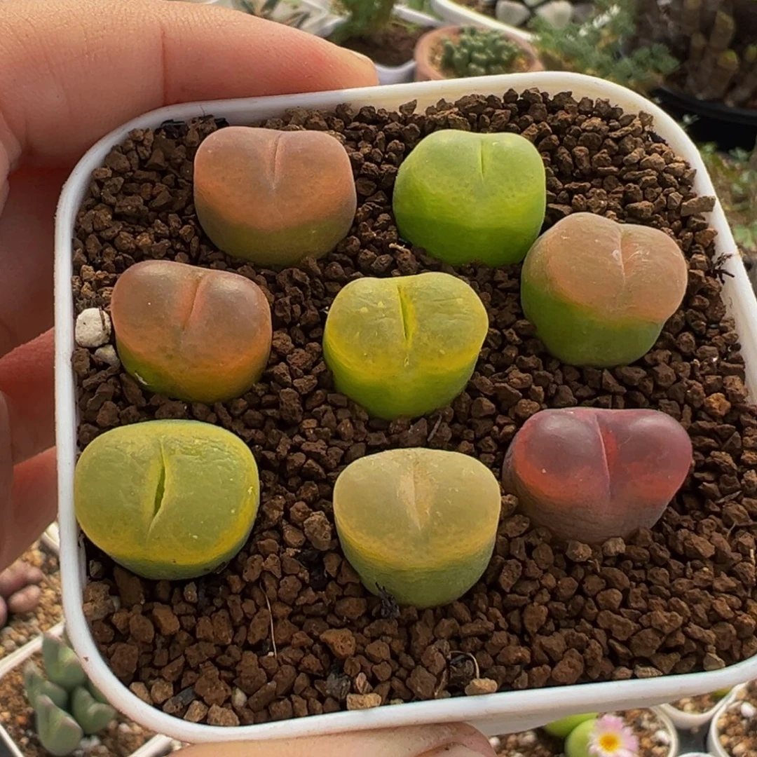 482多肉植物种类多样