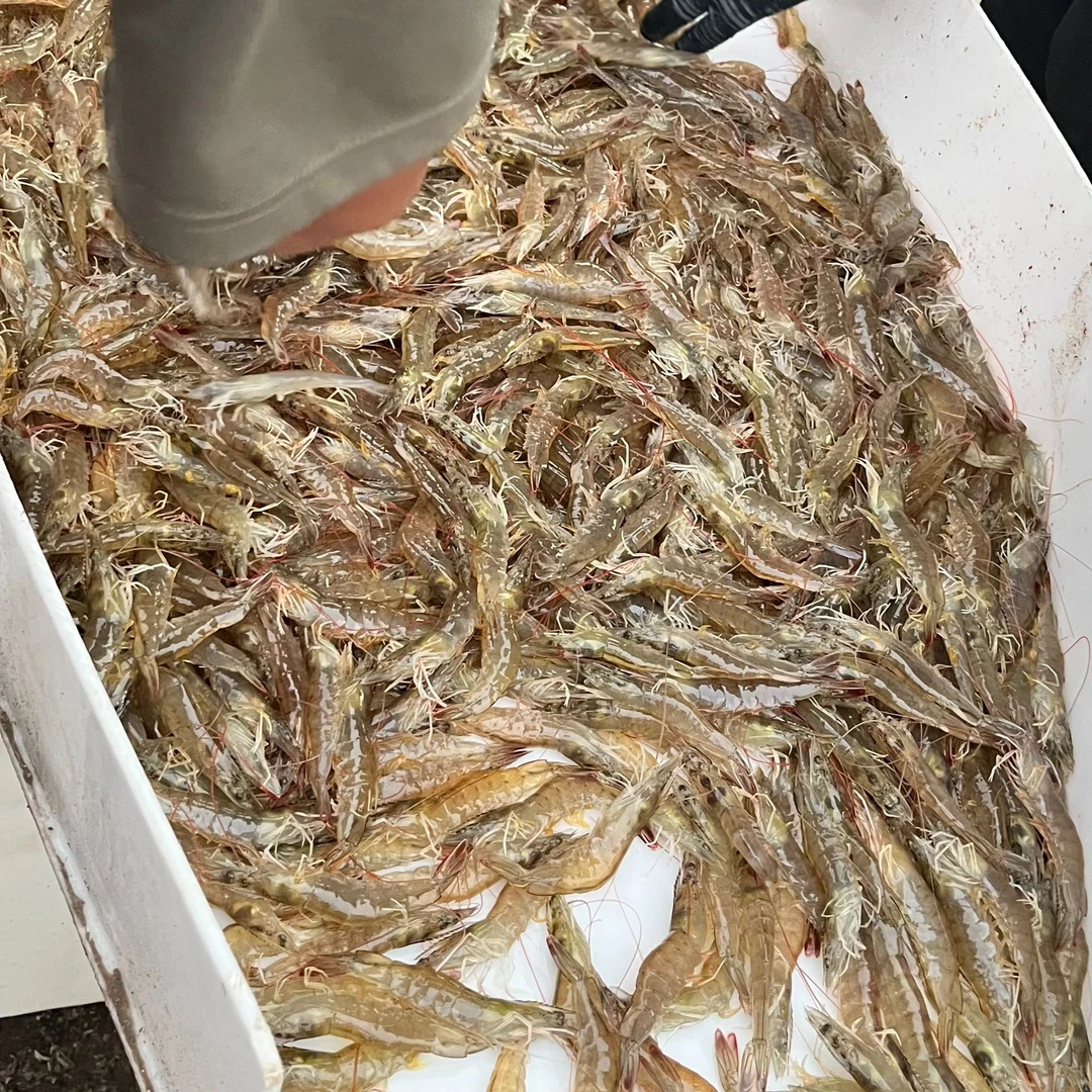 [小龙海鲜 ]本地盐汪虾 鲜活速冻 顺丰包邮！