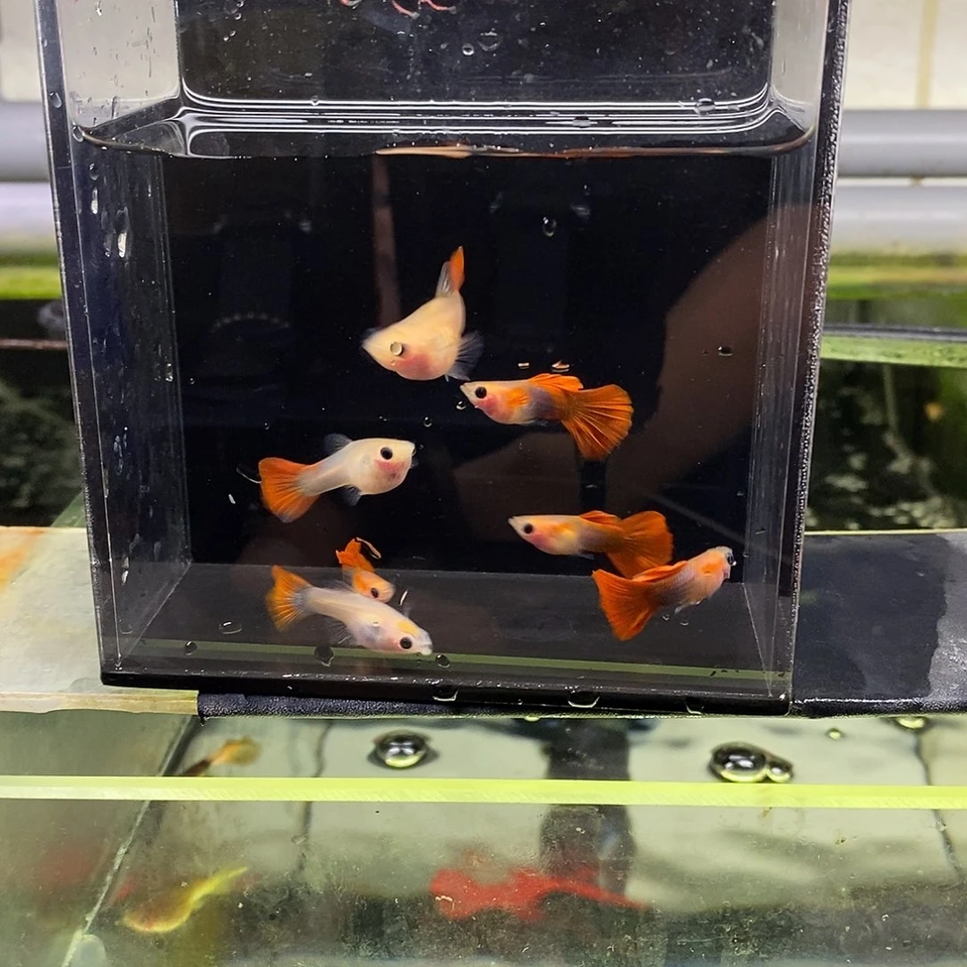 孔雀鱼红礼服玻璃猫清缸4公3母