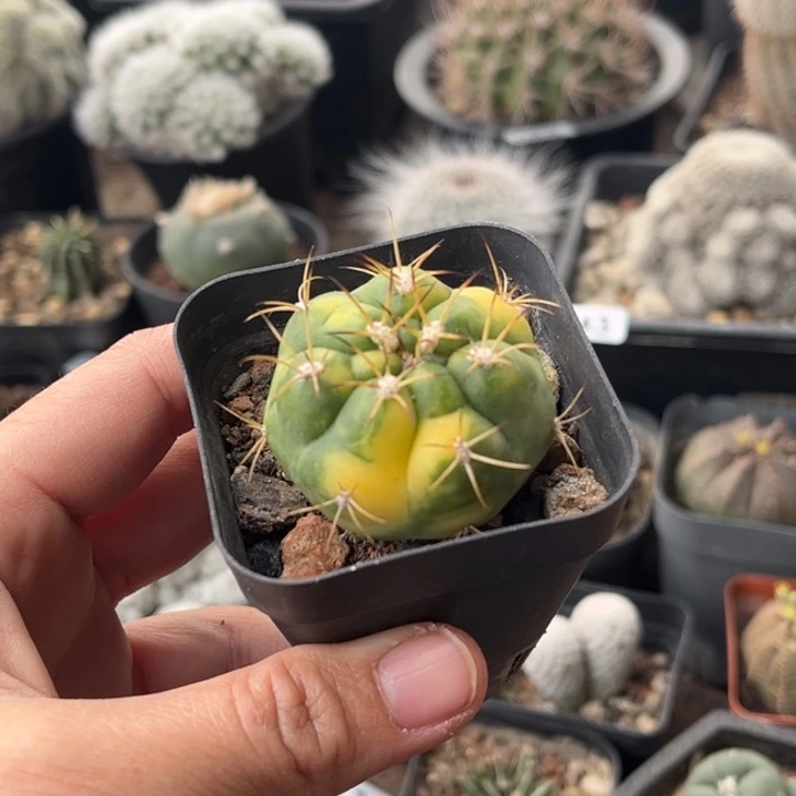 仙人球一物一拍自根