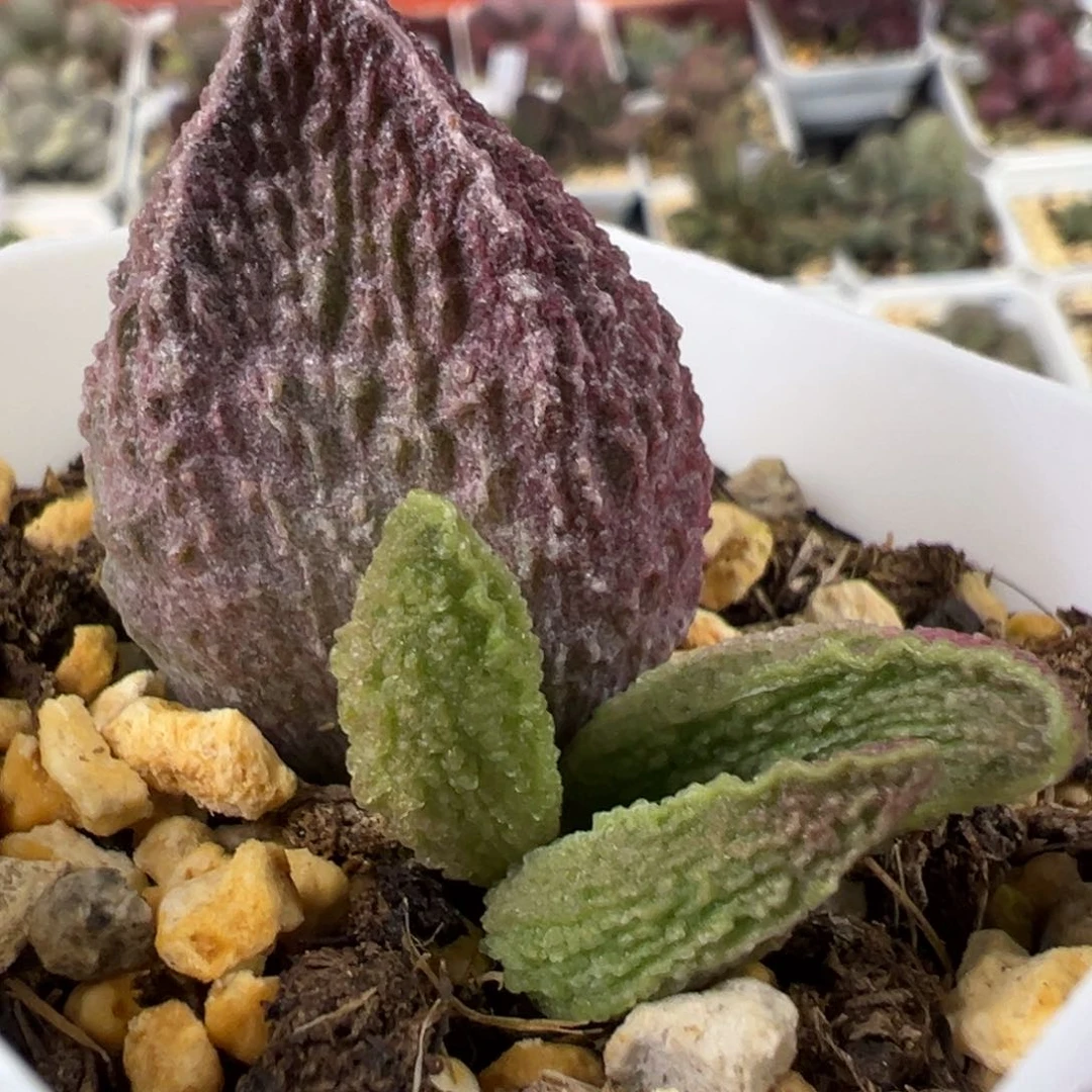 胖五多肉植物水泡