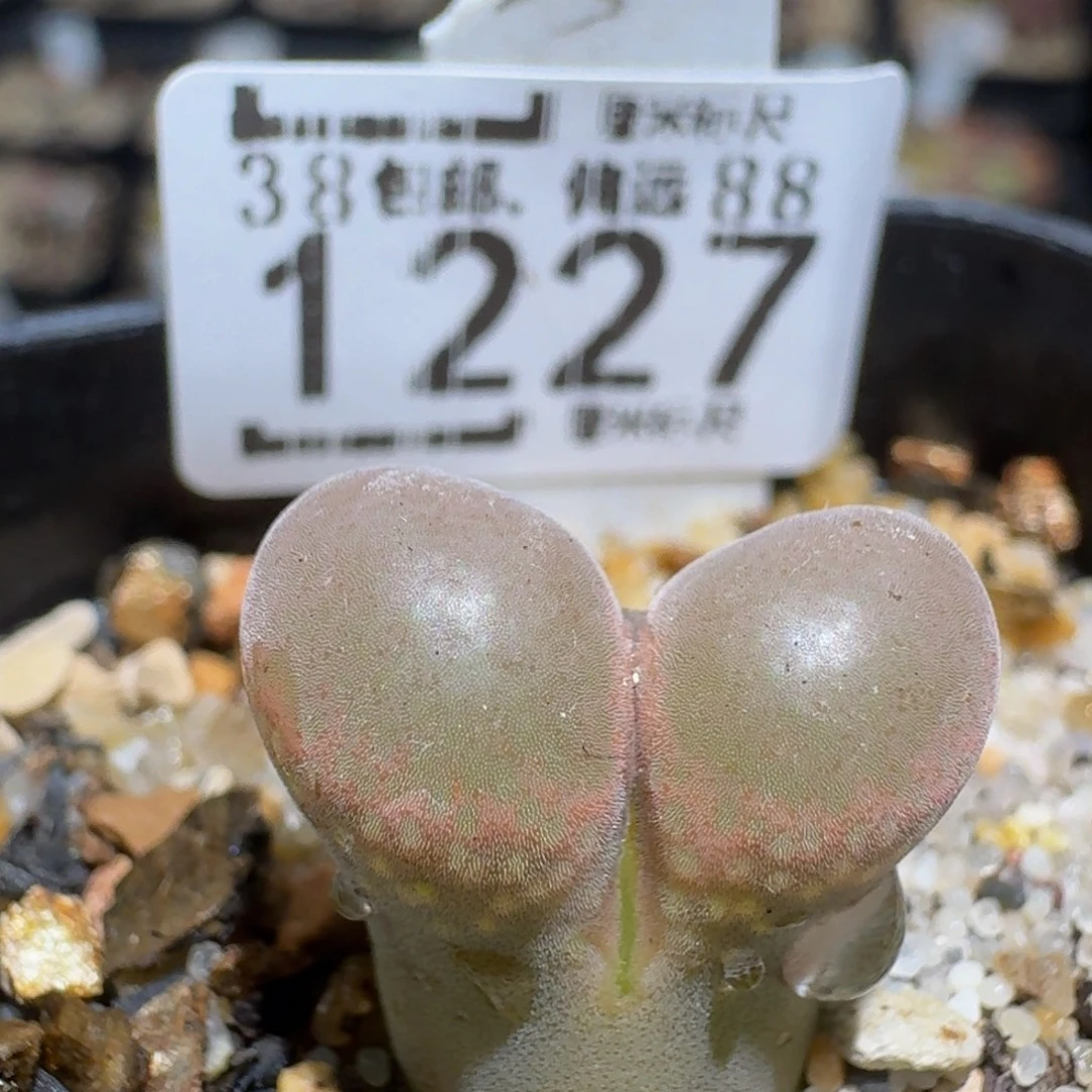 zzzz生石花肉锥122鲑鱼粉