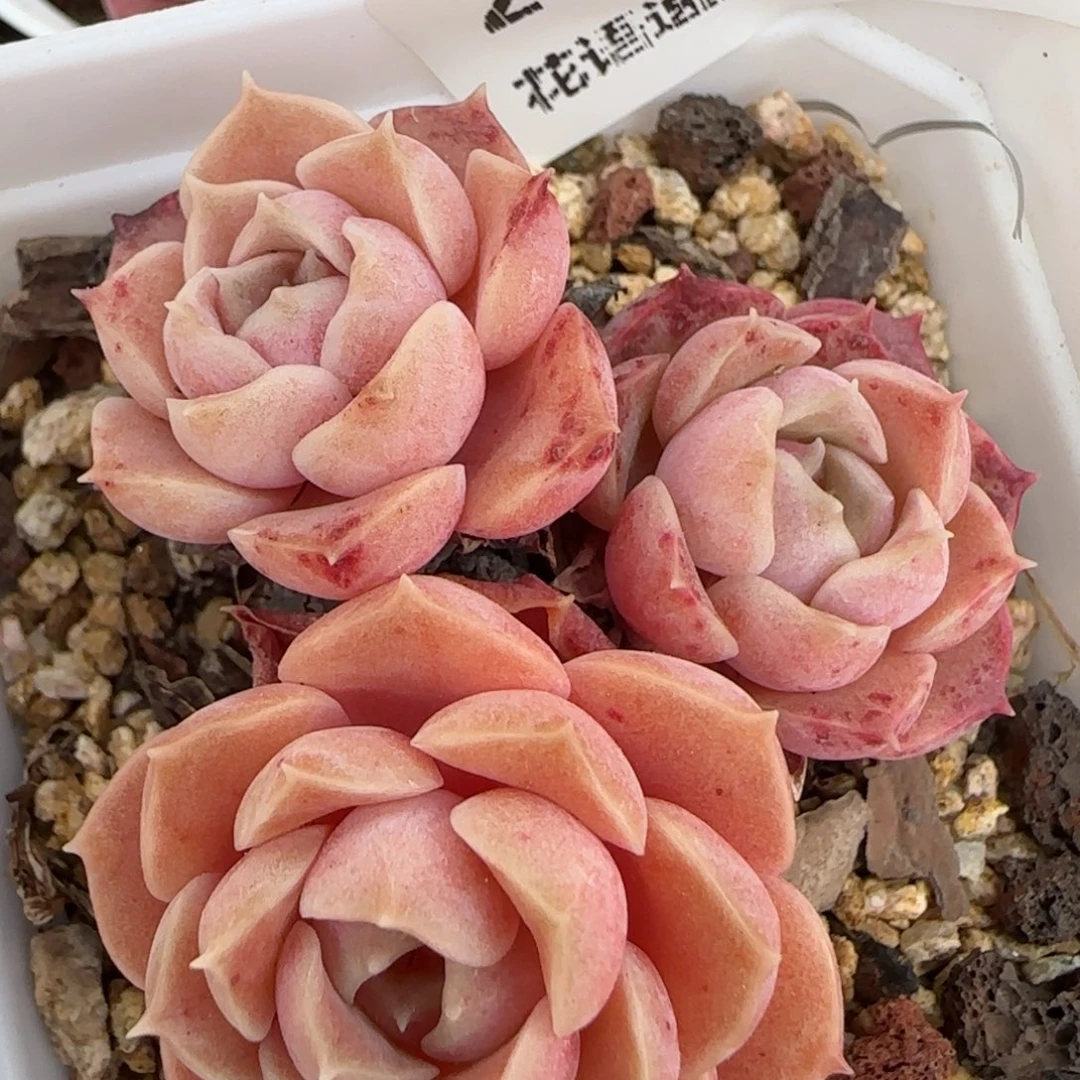 花语逸镜0204-254