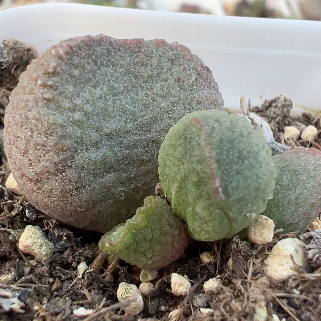 实生新品大苗多肉植物水泡多肉植物