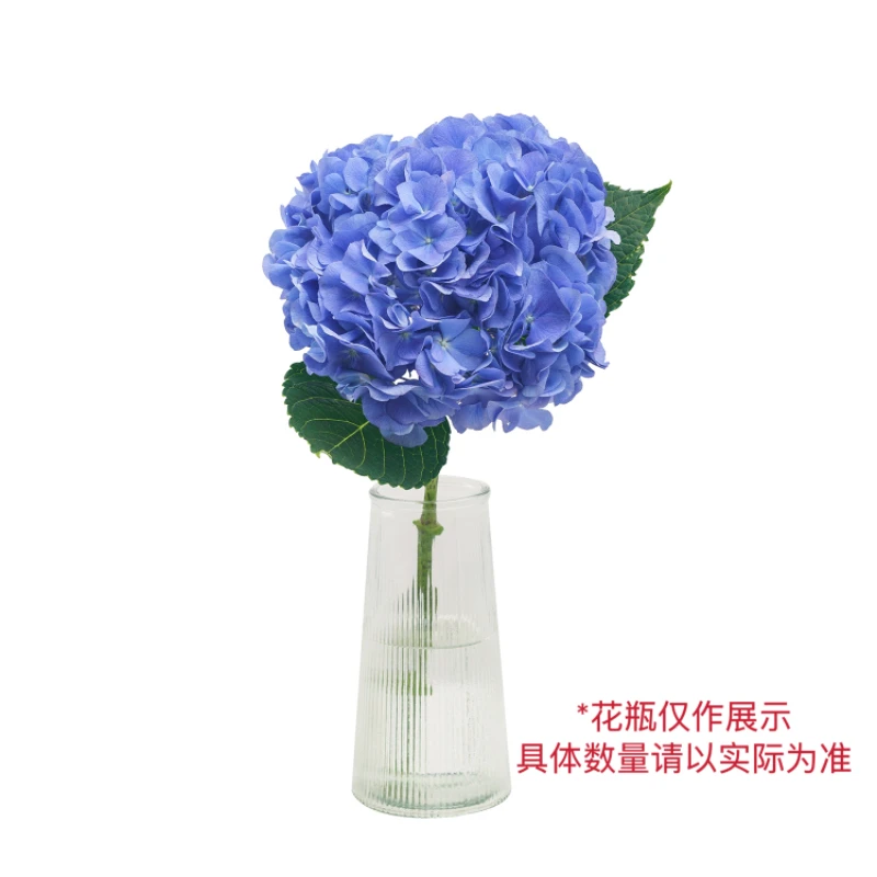 博登湖绣球 1支