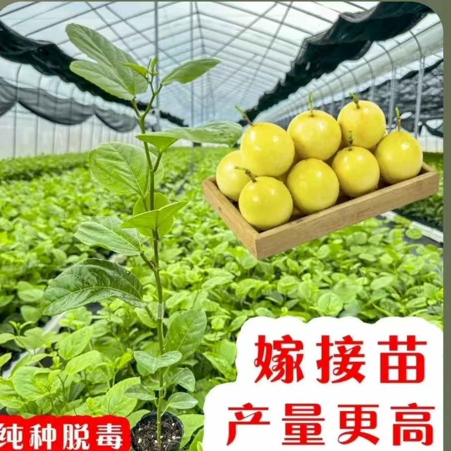 黄金九号百香果苗四季品种  中苗