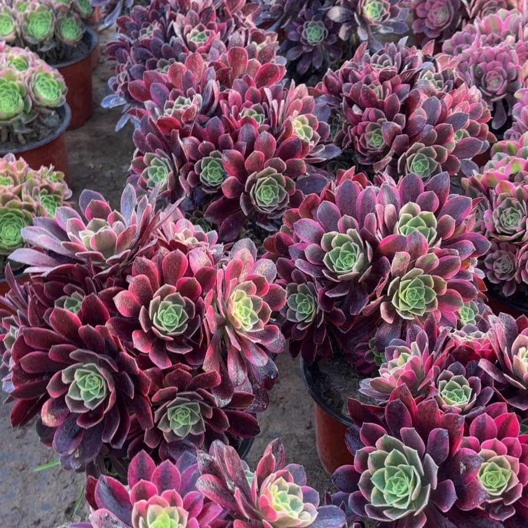 金丝雀绣球9.9多肉植物