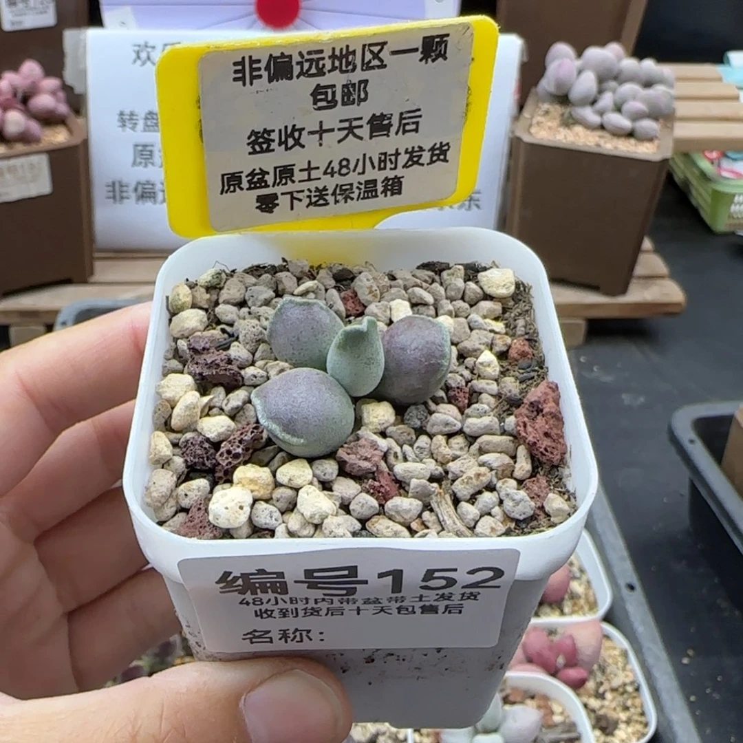 152艺妓海豹多肉